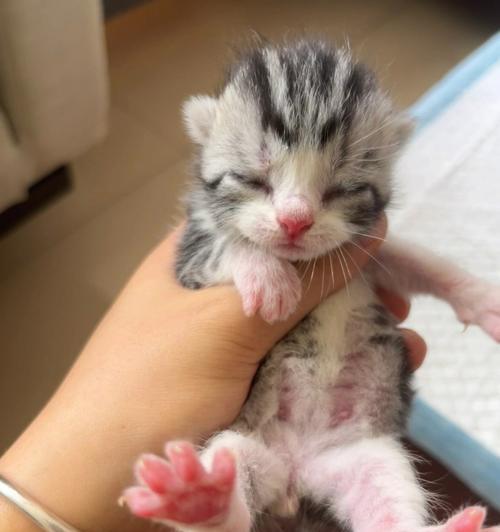 母猫为何老是爱咬小猫(探究母猫咬小猫行为的原因和解决方法)