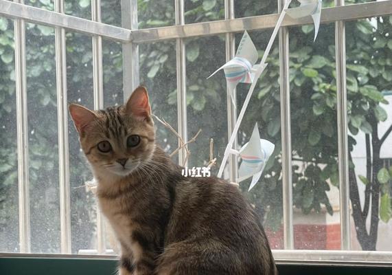 免费领养猫咪的好处和途径(以爱之名)