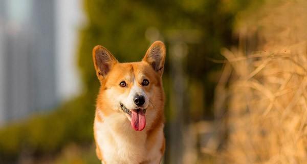犬肺炎防治指南（以宠物健康为重）