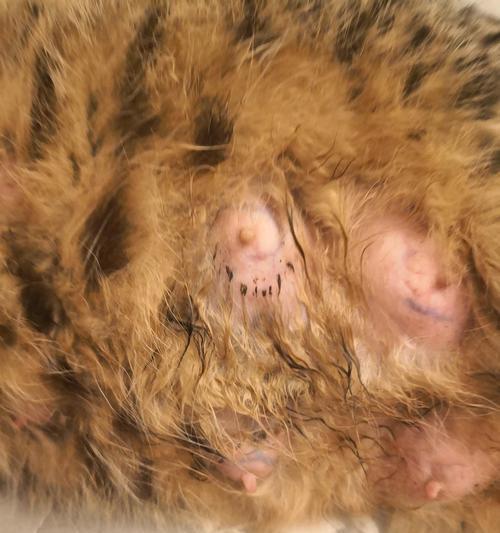 猫咪乳房肿胀处理全攻略（帮助猫咪舒缓乳房不适的方法）