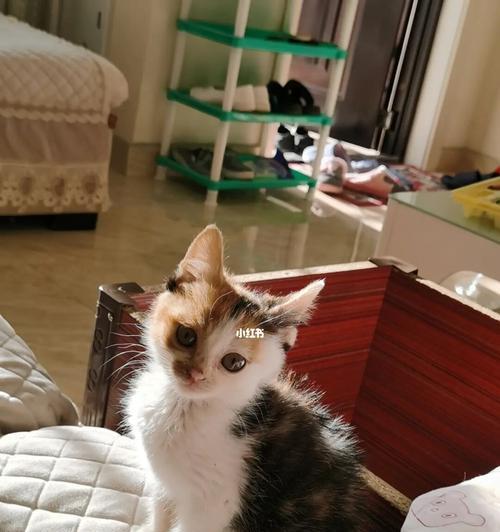 上海免费领养猫咪,让毛茸茸的小伙伴陪你度过每个夜晚(宠物猫咪)