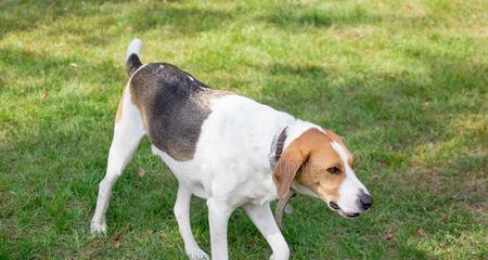 以哪种犬作为打猎犬最为适合（探究犬类的性格特点和适用场景）