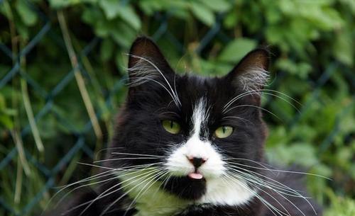 猫咪的呼吸方式详解(探究猫咪的呼吸系统和呼吸方式)