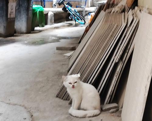 为什么猫咪会在拉完后在地上蹭(探究猫咪蹭地行为的原因与解释)