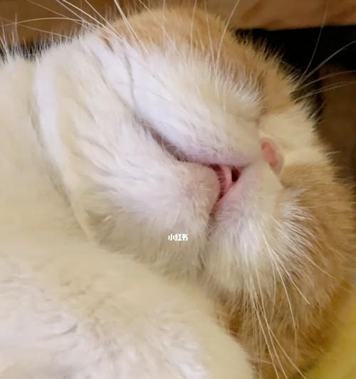 宠物猫咪呕吐拉稀怎么办(应对猫咪呕吐拉稀的方法)