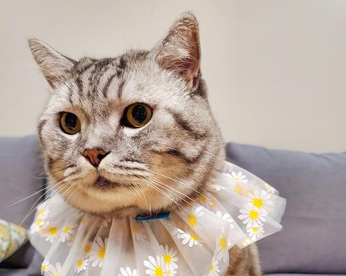猫咪不喜欢脖套(宠物护理必备)