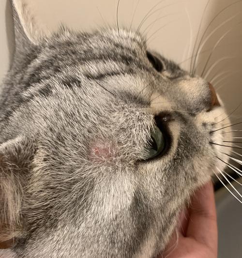猫咪皮肤红点怎么办(遇到这种情况你需要做些什么)