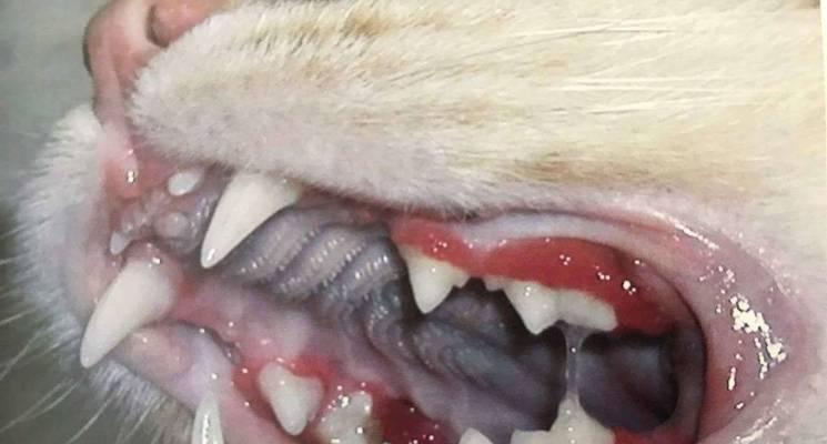 治疗宠物猫咪肾结石的有效方法（预防与治疗）