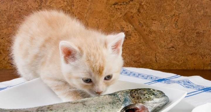 猫咪吃牛肉的注意事项(宠物饮食健康)