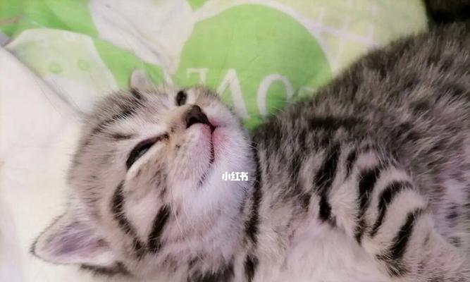 猫咪舔人脸的危害与防范（宠物溺爱的负面影响及保健措施）