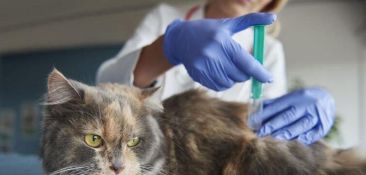 猫咪肾不好的原因剖析（探究肾脏疾病与猫咪的关系）