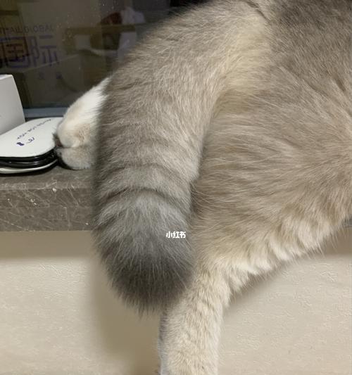 猫咪尾巴断了怎么办(宠物护理技巧)