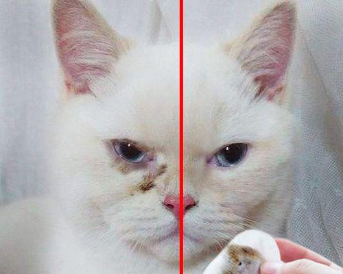 猫咪眼睛肿怎么消肿(解决猫咪眼部问题的有效方法)