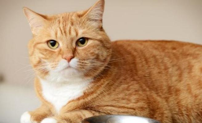 养猫必看（养猫人士必备知识）