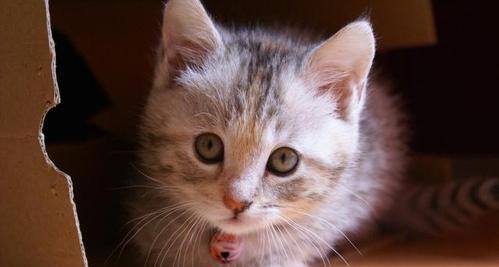 猫咪舔人嘴巴的背后（揭开猫咪舔人嘴巴的神秘面纱）