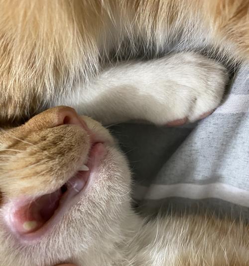 猫咪嘴唇上的黑点，隐藏的危机（宠物主人必看）
