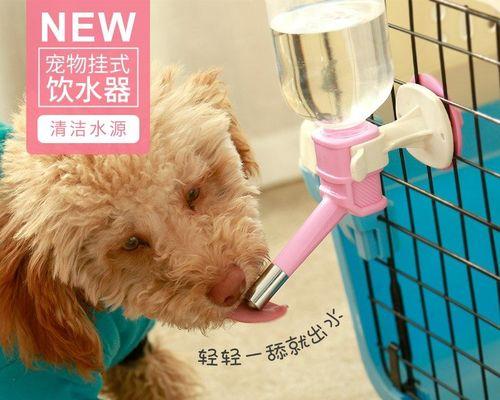 狗狗一天不吃不喝水，主人应该如何应对（宠物饮食与健康的重要性）