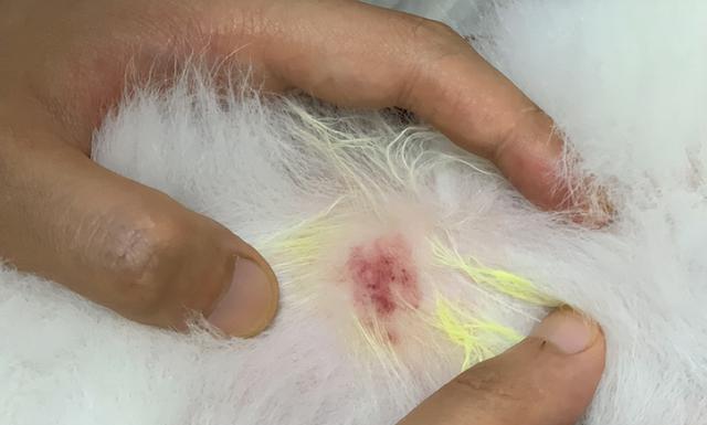 如何缓解宠物狗身上的瘙痒问题（掌握这些方法）