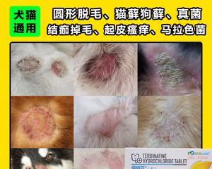 治疗宠物狗真菌感染的有效药物选择（如何选择合适的药物以及注意事项）