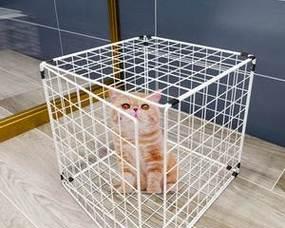 买了猫咪笼子后的懊悔(宠物购物需谨慎)