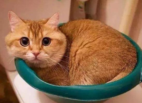 如何让宠物猫咪晕倒（有哪些方法可以使用）