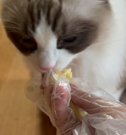 猫咪健康食谱(以宠物为主)