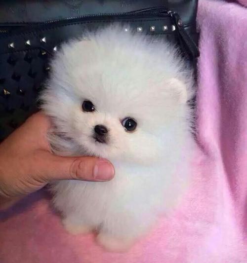 迷人宠物——博美和茶杯犬(博美和茶杯犬的可爱之处和养护技巧)