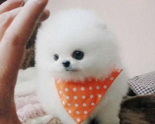 小心（了解博美犬的禁食清单）
