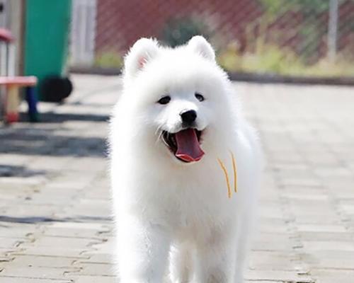 狗狗为何好奇婴儿(探究宠物的好奇心理和亲和力)