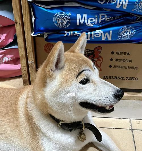 狗狗眼眉上的包(宠物主人必知的眼部病症)