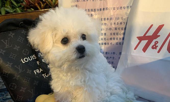 如何避免宠物狗狗樱桃眼的复发（了解狗狗樱桃眼的成因和治疗方法）
