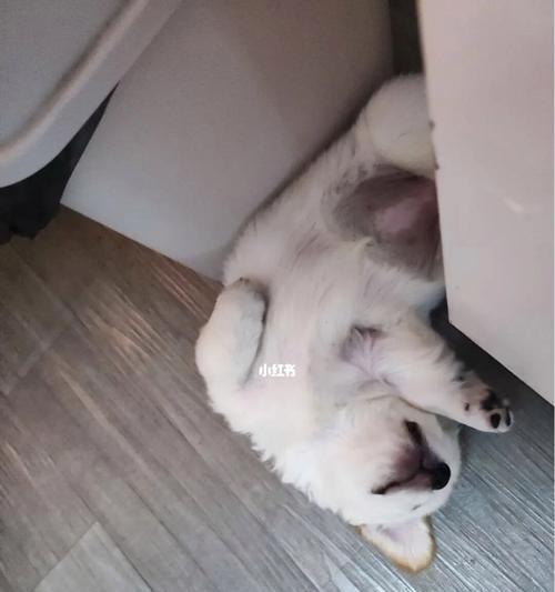 宠物猫总喜欢往缝里钻(了解宠物猫行为习惯)