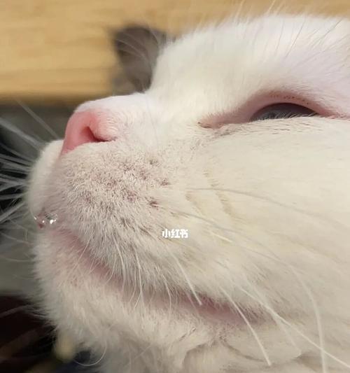 揭开猫咪流口水的神秘面纱(宠物主人必看的猫咪生理现象解析)