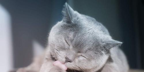 猫咪的闹腾之道——如何撒娇(宠物猫咪如何通过撒娇来吸引主人的注意)