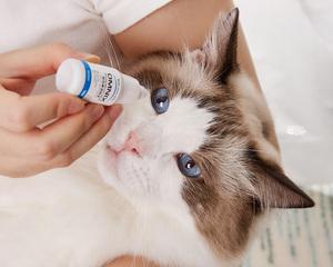 猫咪眼药水大全解析(宠物猫咪常用的眼药水种类)