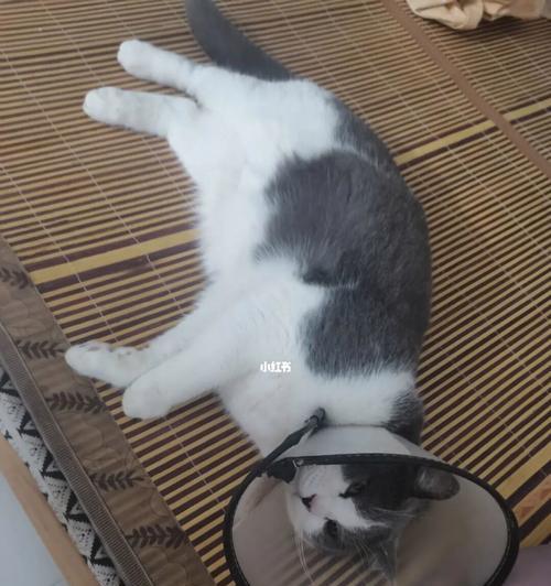 猫咪尿频怎么办?——以饮食调整为主