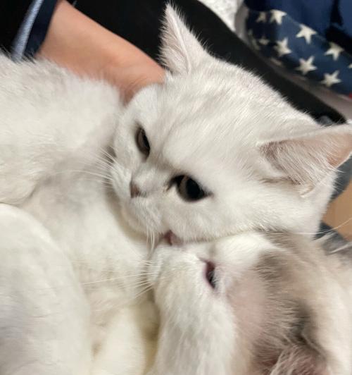 猫咪前臼齿长了两排牙齿,原因和解决方法详解(宠物主人必看)