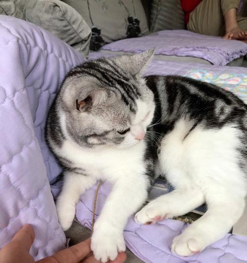 揭秘猫咪身上掉下来的脂肪粒(宠物保健知识)