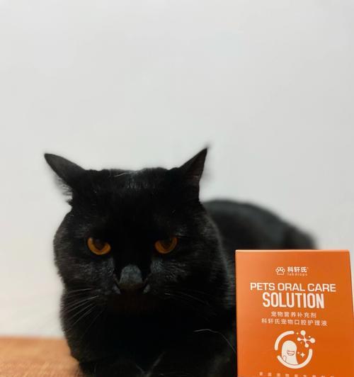 猫咪身上有黑色虫子怎么办(如何有效预防和治疗宠物寄生虫感染)