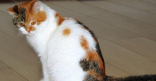 猫咪是否会自己找草药治病（探究宠物猫咪自我治疗的传说）