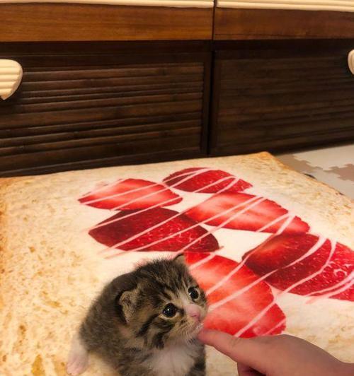 宠物猫咪为什么三天不排便（五个月大的猫咪如何顺畅排便）