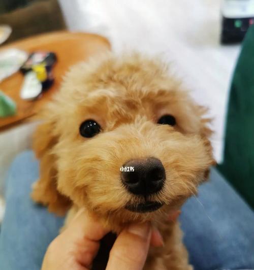 五个月泰迪换牙的全过程(宠物健康保健需知)