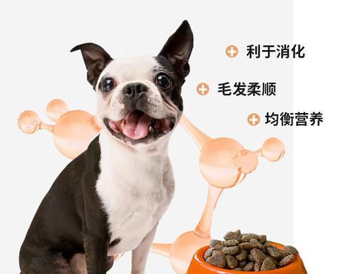 小狗吃成犬粮没事吗？——解析宠物饲养中的误区