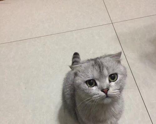 银虎斑折耳猫花纹之美（探寻银虎斑折耳猫的神秘花纹世界）