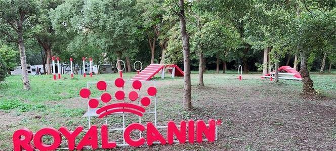 犬子宫蓄脓的B超确诊与治疗方案（宠物女性疾病的常见症状和预防方法）