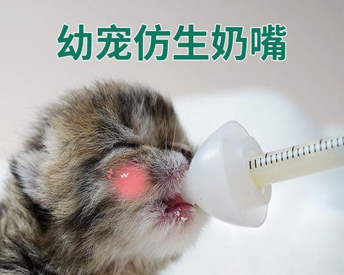 哺乳期小猫如何喂奶（详细解析小猫哺乳期喂养技巧）