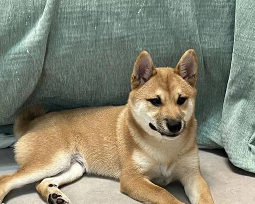 探秘柴犬爪子的颜色之谜（以宠物为主）