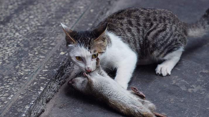 揭秘春天公猫会-l的原因（以宠物为主）
