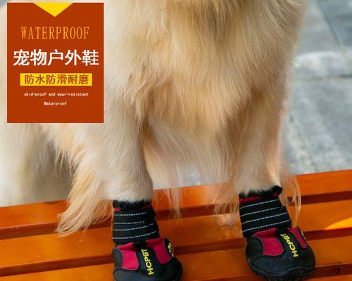 和大狗相处，怎么保护小狗安全（以宠物为主）