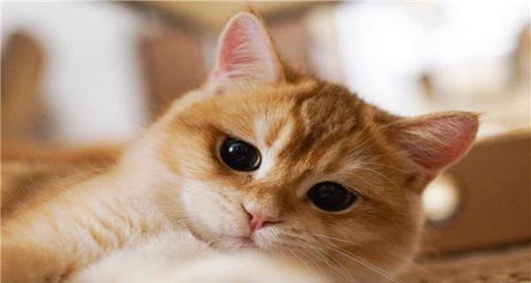 冬天的猫咪为什么会发抖（探究猫咪在寒冷季节中的发抖原因）